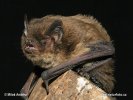 Rauhautfledermaus