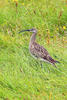 Regenbrachvogel