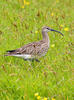 Regenbrachvogel