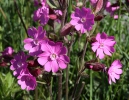 Rote Lichtnelke, Rotes Leimkraut, Rote Nachtnelke, Rote Waldnelke, Taglichtnelke