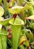 Sarracenia flava