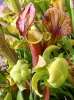 Sarracenia flava