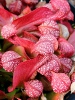 Sarracenia psittacina