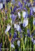 Sibirische Schwertlilie, Wieseniris