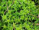 Sphagnum sp.