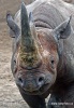 Spitzmaulnashorn oder Schwarze Nashorn