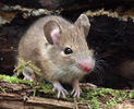 Waldmaus