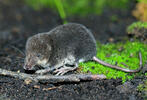 Wasserspitzmaus, jugendliche Tiere