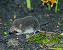 Wasserspitzmaus, jugendliche Tiere