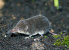 Wasserspitzmaus, jugendliche Tiere