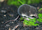 Wasserspitzmaus, jugendliche Tiere