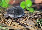 Wasserspitzmaus, jugendliche Tiere