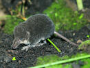 Wasserspitzmaus, jugendliche Tiere