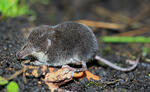 Wasserspitzmaus, jugendliche Tiere