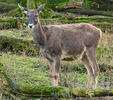 Weißlippenhirsch