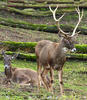 Weißlippenhirsch