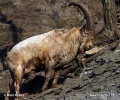 Westkaukasische Steinbock, Kuban-Tur (