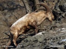 Westkaukasische Steinbock, Kuban-Tur (