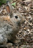 Wildkaninchen