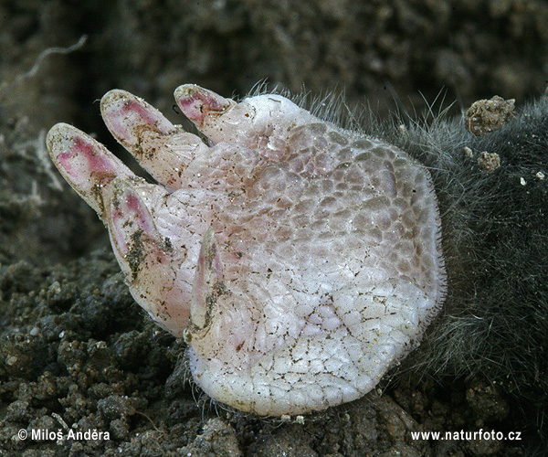 Eurasischer Maulwurf (Talpa europaea)