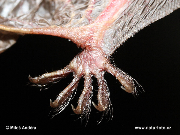 Fransenfledermaus - der Fuß (Myotis nattereri)
