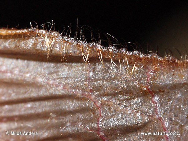 Fransenfledermaus - Schwanz-Borsten (Myotis nattereri)