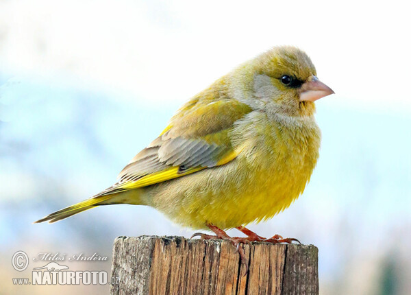 Grünfink (Chloris chloris)