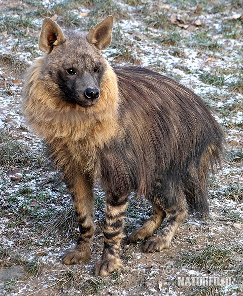 Hyaena brunnea (Hyaena brunnea)