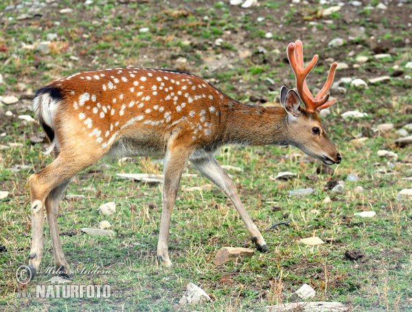 Japanese Sika Deer, Dybowski Sikahirsch (Cervus nippon dybowskii)