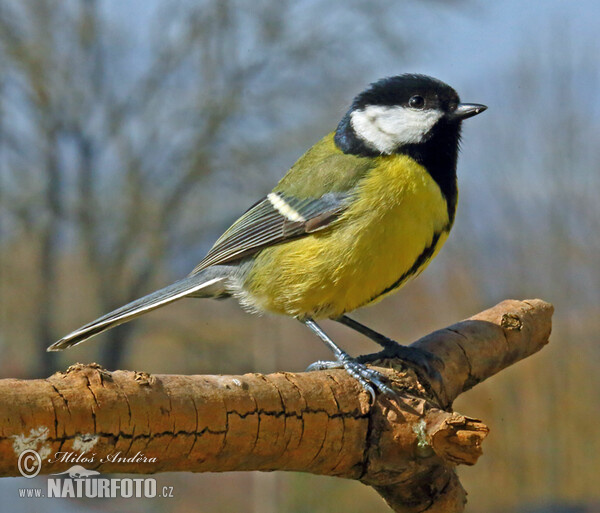 Kohlmeise (Parus major)