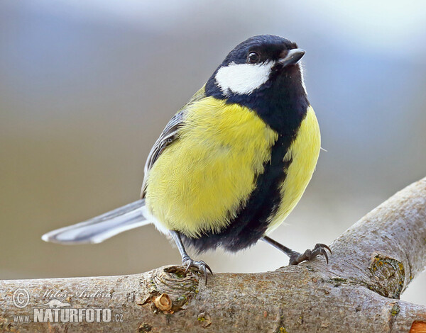 Kohlmeise (Parus major)