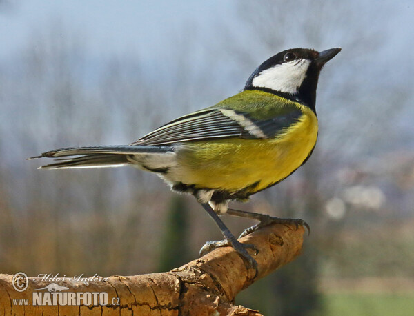 Kohlmeise (Parus major)