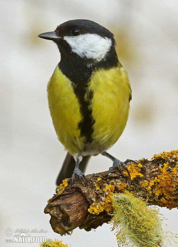 Kohlmeise (Parus major)