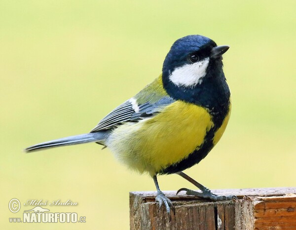 Kohlmeise (Parus major)