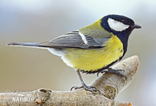 Kohlmeise (Parus major)