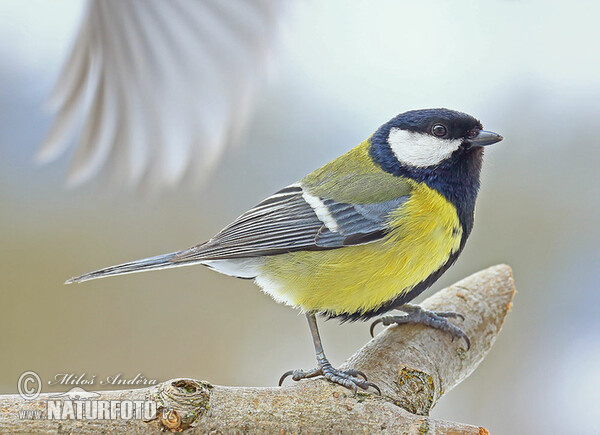 Kohlmeise (Parus major)