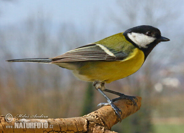 Kohlmeise (Parus major)