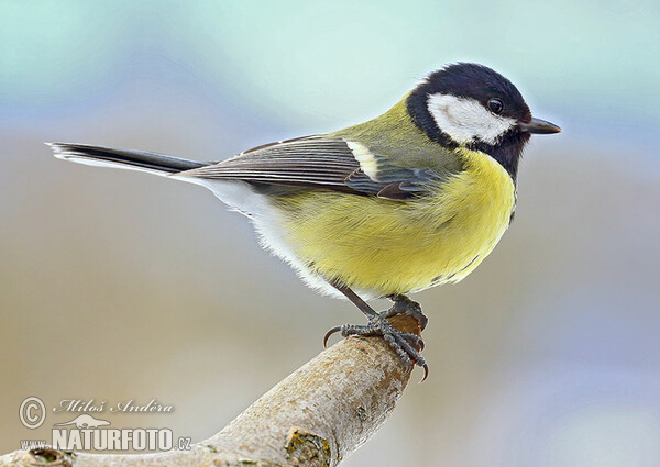 Kohlmeise (Parus major)