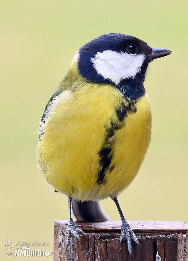 Kohlmeise (Parus major)