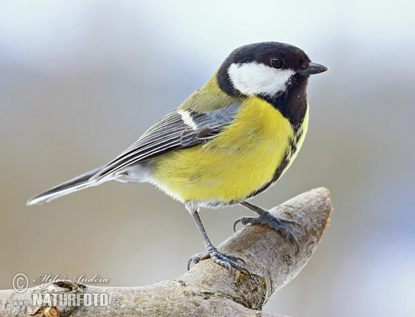 Kohlmeise (Parus major)