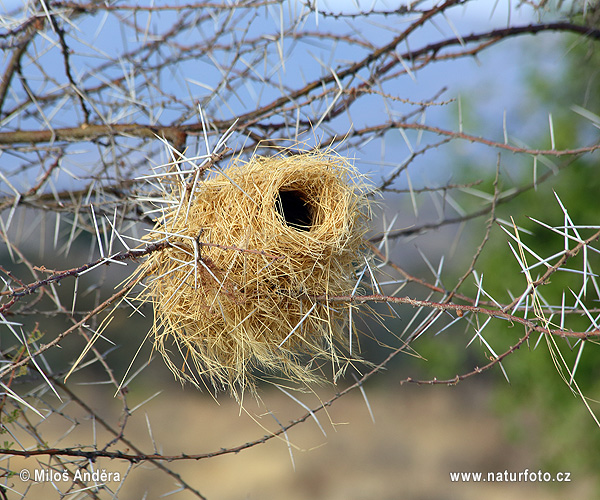 Mahaliwebe - Nest (Plocepasser mahali)