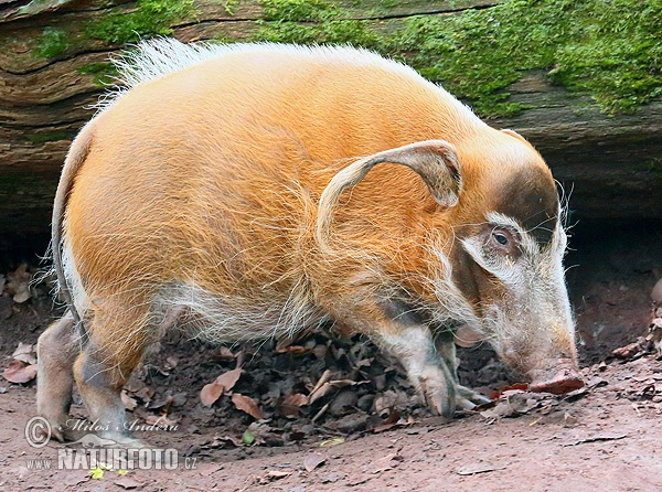 Pinselohrschwein (Potamochoerus porcus)