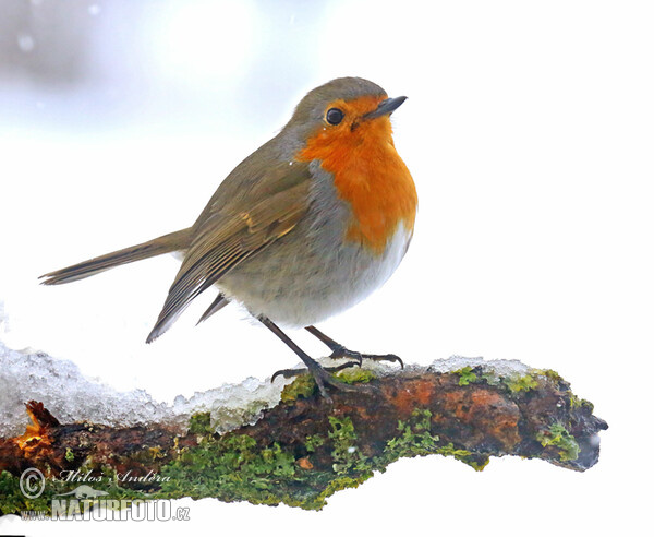 Rotkehlchen (Erithacus rubecula)