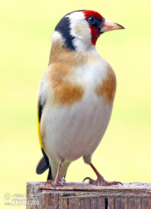 Stieglitz (Carduelis carduelis)