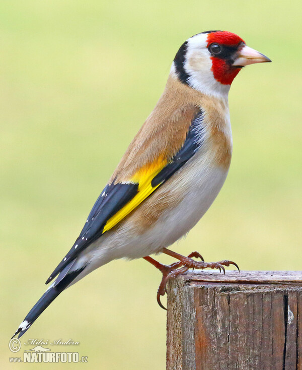 Stieglitz (Carduelis carduelis)