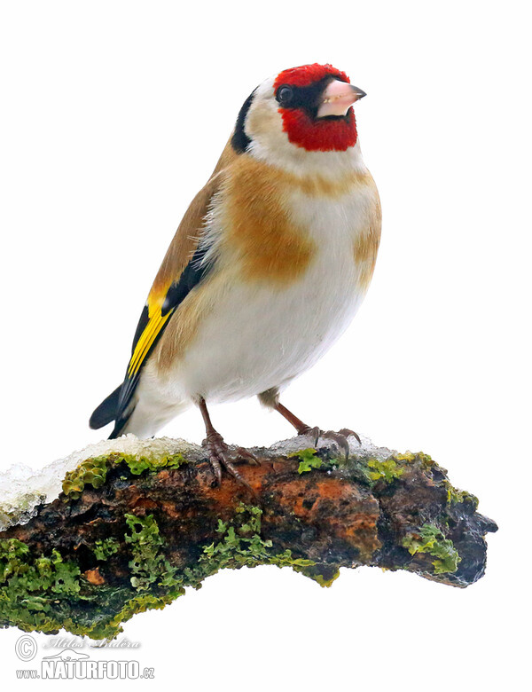 Stieglitz (Carduelis carduelis)