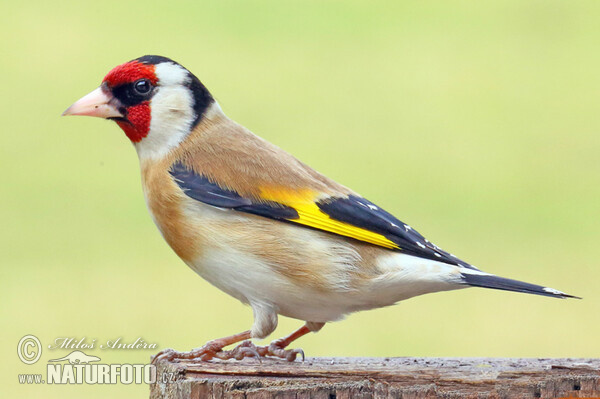 Stieglitz (Carduelis carduelis)