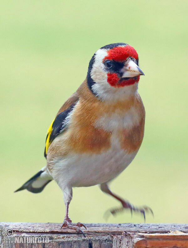 Stieglitz (Carduelis carduelis)