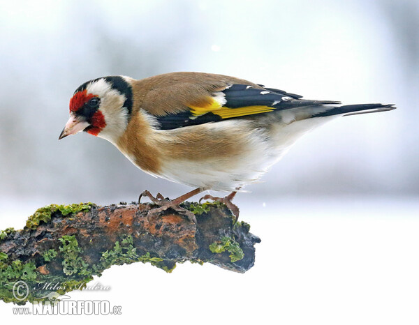 Stieglitz (Carduelis carduelis)