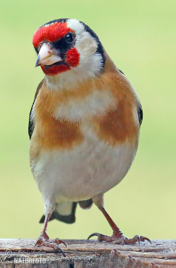 Stieglitz (Carduelis carduelis)